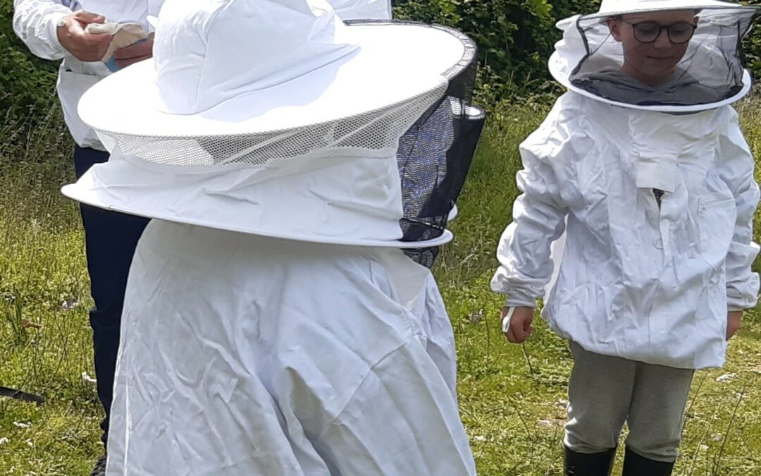 Découverte du monde des abeilles